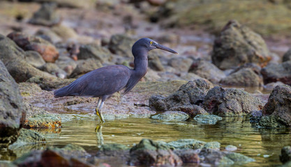 Pacific Reef Egret (Egretta sacra)  standing for prey