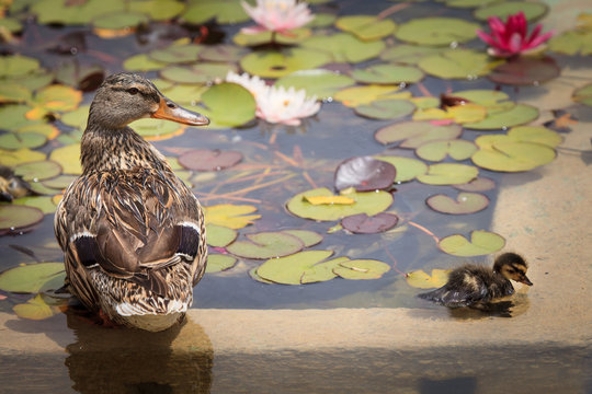 Enten im Rosengarten-Teich