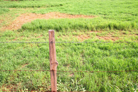 digitaria eriantha or pangola grass