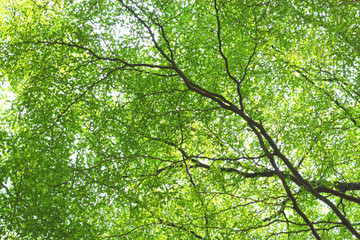 green forest background in a sunny day