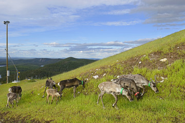 Reindeer on slopes of hills in Finnish Lapland