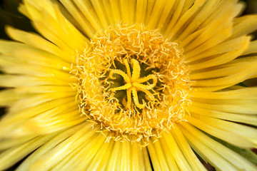 Yellow Flower close up