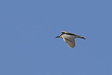 Black-crowned Night Heron (Nycticorax nycticorax) Bundala National Park, Sri Lanka