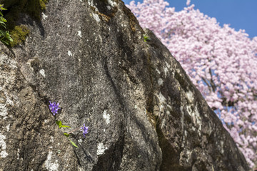 桜をバックに石垣の間から咲くノジスミレの花
