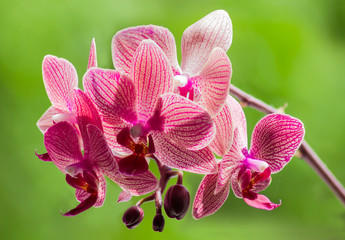 Purple blooming orchid on a green blurred background