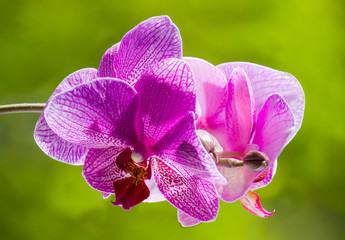 Panele Szklane  Fioletowa kwitnąca orchidea na zielonym rozmytym tle