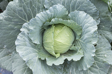 Fototapeta premium cabbage