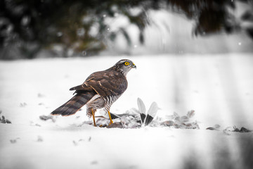 Goshawk with prey