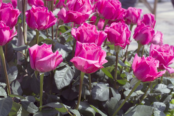 Fototapeta na wymiar roses in the garden
