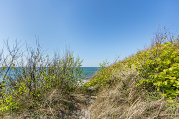 frisches grün am meer
