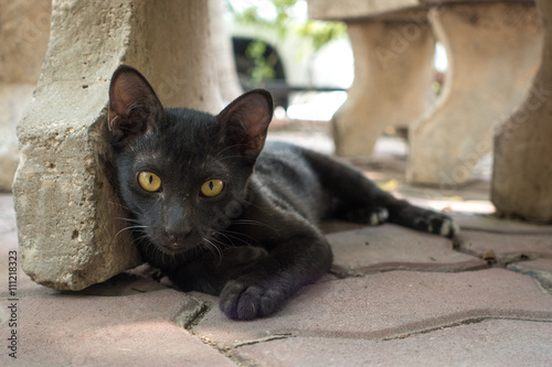 Asian Black Cat Short Hair Sleeping On Floor Under Sunlight Stock