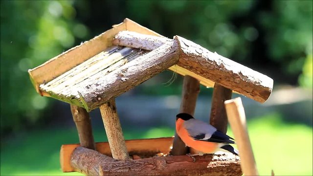 bird bullfinch eating  in bird house, Pyrrhula pyrrhula
