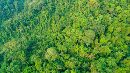 Naklejka premium widok z góry z lotu ptaka na las mouatain w azjatyckiej Tajlandii