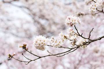 花のボケをバックにバックにソメイヨシノの花