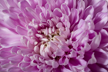 Flower of pink chrysanthemum