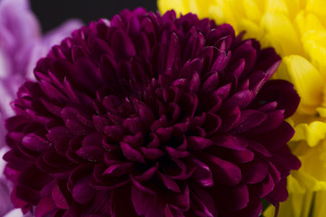 Bouquet of carnations