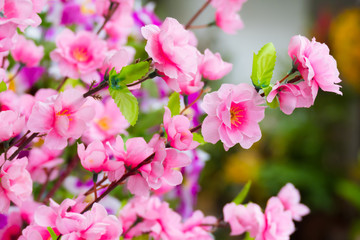 Sakura flowers blooming blossom in Chiang Mai, Thailand