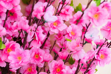 Fototapeta na wymiar Sakura flowers blooming blossom in Chiang Mai, Thailand