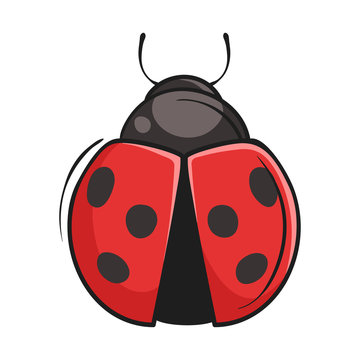 Vector hand drawn illustration of ladybug