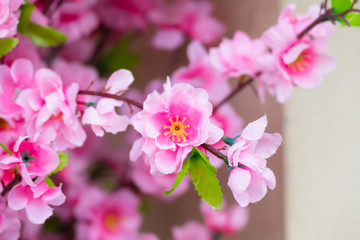 Sakura flowers blooming blossom in Chiang Mai, Thailand