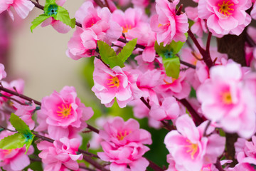 Sakura flowers blooming blossom in Chiang Mai, Thailand