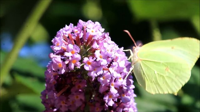 brimstone butterfly on lilac
