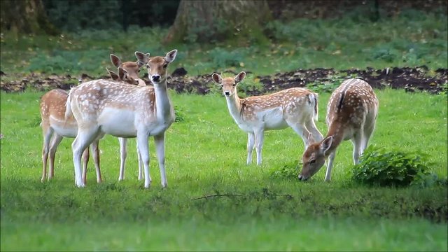beautiful young fallow deer in a wildlife park
