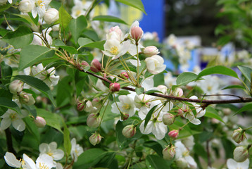 Flowers of the apple tree in spring