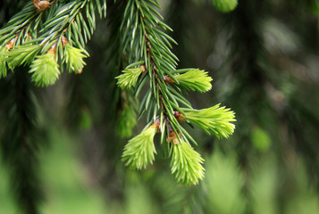 Young fir tree branch in spring time
