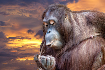 orangutan monkey close up portrait while whistling
