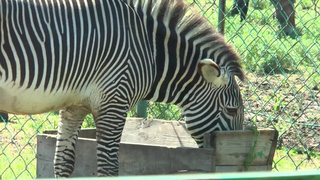 Zebra eating from the trough