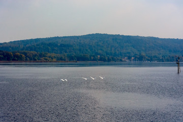 Swans on the lake Lago Maggiore and views of the Alps. Italy, Arona