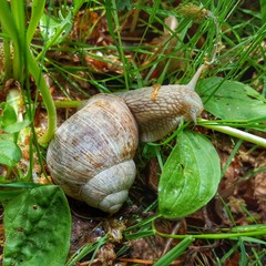 Weinbergschnecke