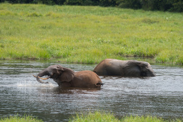 Fototapeta na wymiar Two elephant splashing in water (Nouabal-Ndoki National Park, Republic of the Congo)