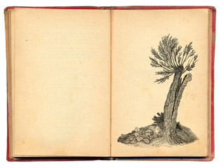 Old tree art illustration
