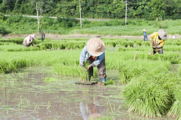 farmer are farming