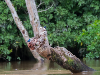 Two little blue birds Lamprotornis elisabeth sitting on a snag, which sticks out of the Sangha River (Nouabal-Ndoki National Park, Republic of the Congo)