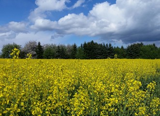 Obraz premium Rapsfeld blüht in Frühlingslandschaft