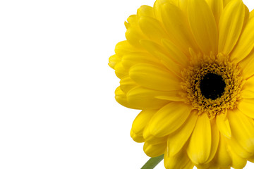 macro image of yellow daisy
