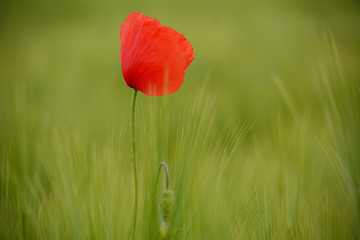 Obraz premium Poppies in green wheat field