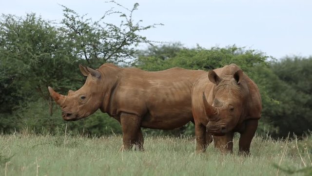 White (square-lipped) rhinoceros (Ceratotherium simum) in natural habitat, South Africa