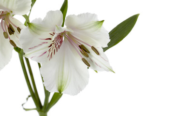 Naklejka na ściany i meble close-up shot of a white flower.