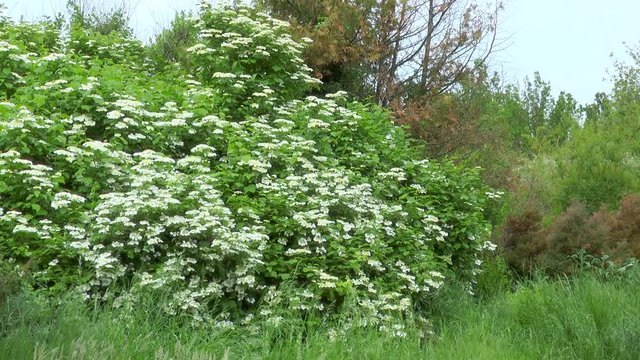 Shrub with white flowers Viburnum opulus