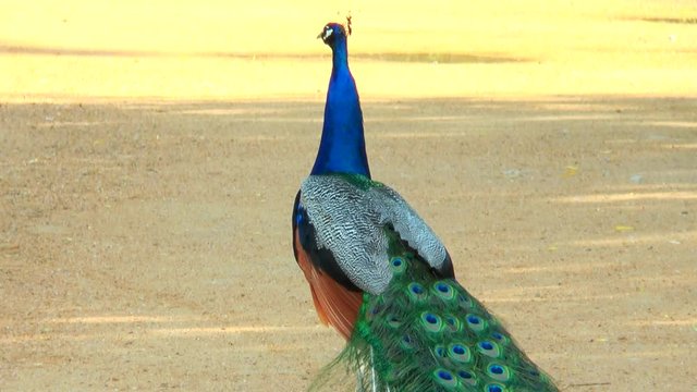 Peacock standing with lowered tail.