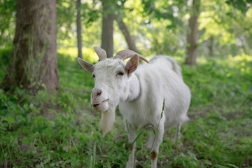 Fototapeta premium white goat grazing in a green oasis. close-up portrait
