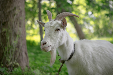 white goat grazing in a green oasis. close-up portrait