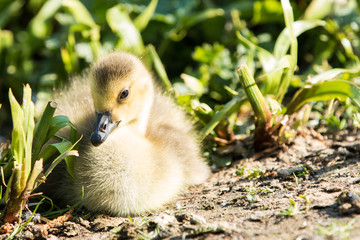 Kanadagans Kücken(Branta canadensis)