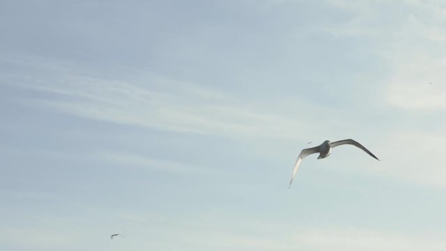 Sea Gulls Flying In The Sky