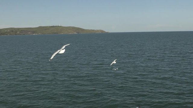 Many Flying Seaguls At The Sea