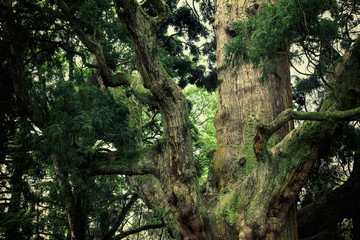 Trunk of old cedar